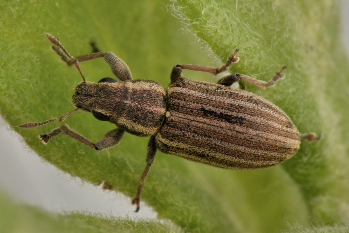 Curculionidae: Sitona lineatus? S !